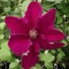 Clématite - Clematis Ernest Marckham 1 Clématite - Clematis Ernest Marckham -Promesse de fleurs Boutique Clematis Ernest Marckham 681496 1