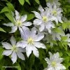 Clématite - Clematis Etoile Nacrée -Promesse de fleurs Boutique Clematis Etoile Nacree 87833 1