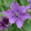 Clématite - Clematis Guiding Promise -Promesse de fleurs Boutique Clematis Guiding promise evipo053 IF 87839 1 1
