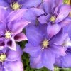 Clématite - Clematis H. F. Young -Promesse de fleurs Boutique Clematis H F Young Copyright Travers 87840 1