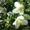 Clématite Cirrhosa Wisley Cream -Promesse de fleurs Boutique Clematis cirrhosa Wisley Cream 83626 1