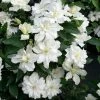 Clématite - Clematis Diversifolia White Arabella -Promesse de fleurs Boutique Clematis diversifolia White Arabella 89513 1