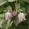Clématite - Clematis Fusca -Promesse de fleurs Boutique Clematis fusca 81371 1