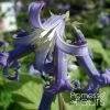 Clematis Heracleifolia Côte D'Azur 2/3L -Promesse de fleurs Boutique Clematis heracleifolia Cote d Azur 87807 1
