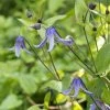 Clématite Integrifolia - Clematis Integrifolia Blue Boy Livré En Hauteur 60 Cm En Pot De 1,5l/2l -Promesse de fleurs Boutique Clematis integrifolia Blue Boy copyright 10096811 1
