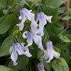 Clematite - Clematis Integrifolia Twinkle -Promesse de fleurs Boutique Clematis integrifolia Twinckle Zotwi 81362 1