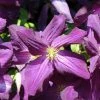 Clématite - Clematis Jackmanii Purpurea -Promesse de fleurs Boutique Clematis jackmanii Purpurea Zojapur 81381 1