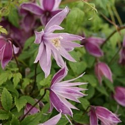 Clématite - Clematis Macropetala Markham's Pink