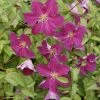Clématite - Clematis Viticella Abundance -Promesse de fleurs Boutique Clematis viticella Abundance 81375 1