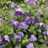 Clématite Italienne - Clematis Viticella Little Bas -Promesse de fleurs Boutique Clematis viticella Little Bas IF 1011351 1