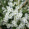 Clématite - Clematis Early Sensation -Promesse de fleurs Boutique Clematite Clematis Early Sensation IF 7715694 1