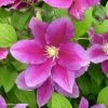 Clématite - Clematis Hania -Promesse de fleurs Boutique Clematite Clematis Hania 87841 1