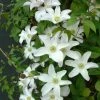 Clématite - Clematis Huldine -Promesse de fleurs Boutique Clematite Clematis Huldine IF 6813111 1