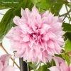 Clématite - Clematis Multi Pink -Promesse de fleurs Boutique Clematite Clematis Multi Pink 889370 1
