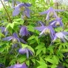 Clématite - Clematis Alpina -Promesse de fleurs Boutique Clematite Clematis alpina 87828 1