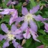Clématite - Clematis Diversifolia East River 2 Clématite - Clematis Diversifolia East River -Promesse de fleurs Boutique Clematite Clematis diversifolia East River IF 16593 1