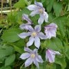 Clématite - Clematis Diversifolia River Star -Promesse de fleurs Boutique Clematite Clematis diversifolia River Star IF 6814921 1