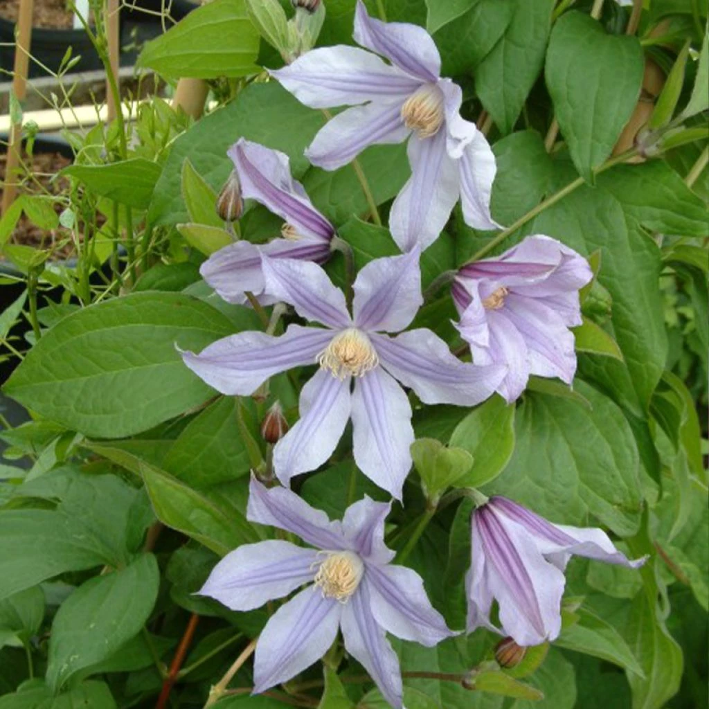 Clématite - Clematis Diversifolia River Star 3 Clématite - Clematis Diversifolia River Star