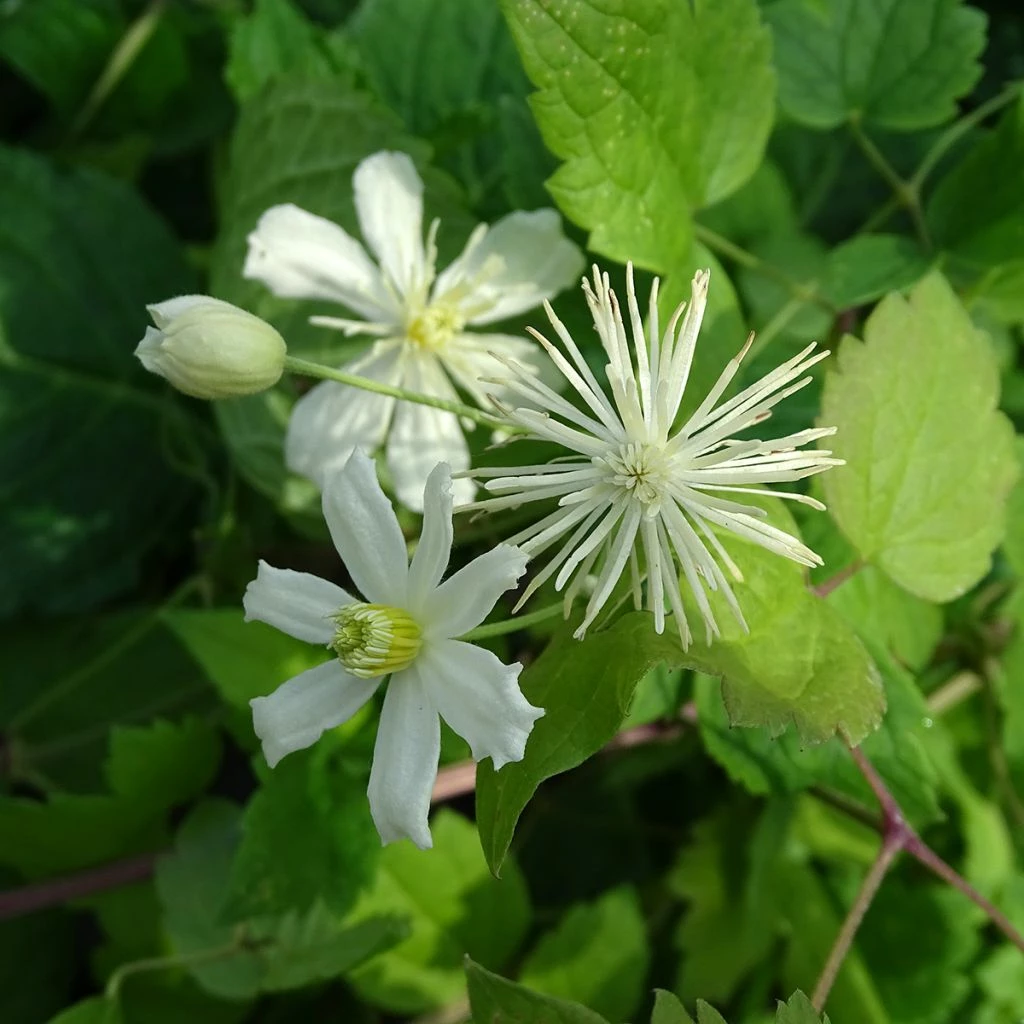 Clématite - Clematis Fargesii Summersnow 3 Clématite - Clematis Fargesii Summersnow