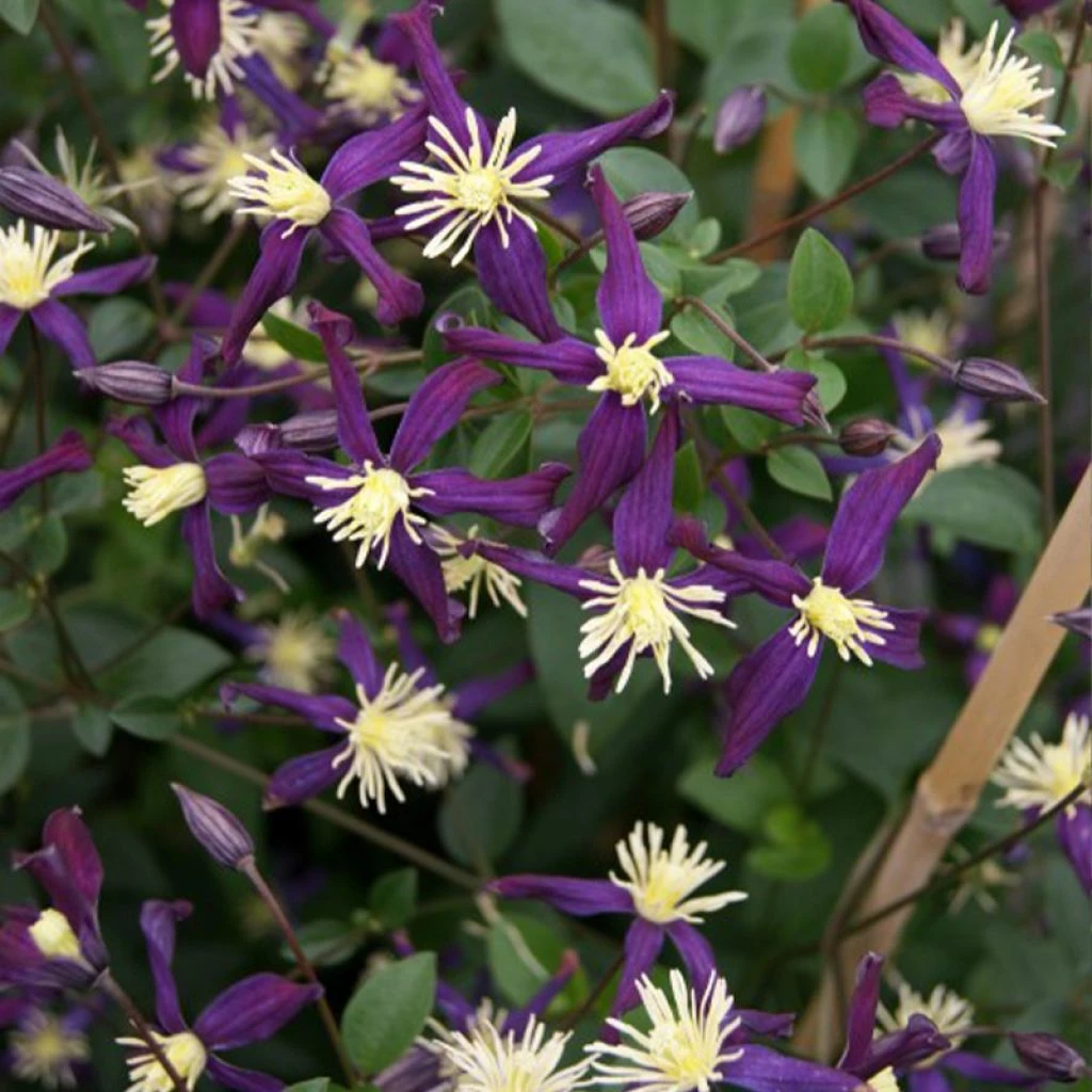 Clématite - Clematis Flammula Aromatica 3 Clématite - Clematis Flammula Aromatica