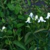 Clématite - Clematis Integrifolia Baby White