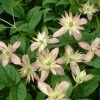 Clématite - Clematis Montana Marjorie -Promesse de fleurs Boutique Clematite Clematis montana Marjorie IF 6814881 1