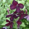 Clématite - Clematis Viticella Black Prince -Promesse de fleurs Boutique Clematite Clematis viticella Black Prince IF 6814941 1