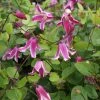 Clématite - Clematis Viticella Etoile Rose -Promesse de fleurs Boutique Clematite Clematis viticella Etoile Rose IF 6814971 1