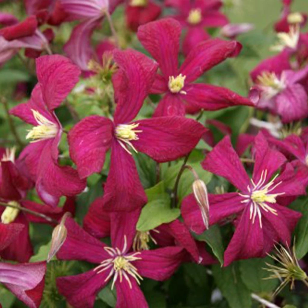 Clématite - Clematis Viticella Mme Julia Correvon 3 Clématite - Clematis Viticella Mme Julia Correvon