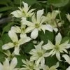 Clématite - Clematis Montana Jenny Keay 2 Clématite - Clematis Montana Jenny Keay -Promesse de fleurs Boutique Clematite Jenny Keay 80705 1
