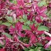Clématite - Clematis Viticella Rosalyn -Promesse de fleurs Boutique Clematite Rosalyn 81319 3