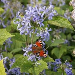 Clématite Herbacée - Clematis Heracleifolia