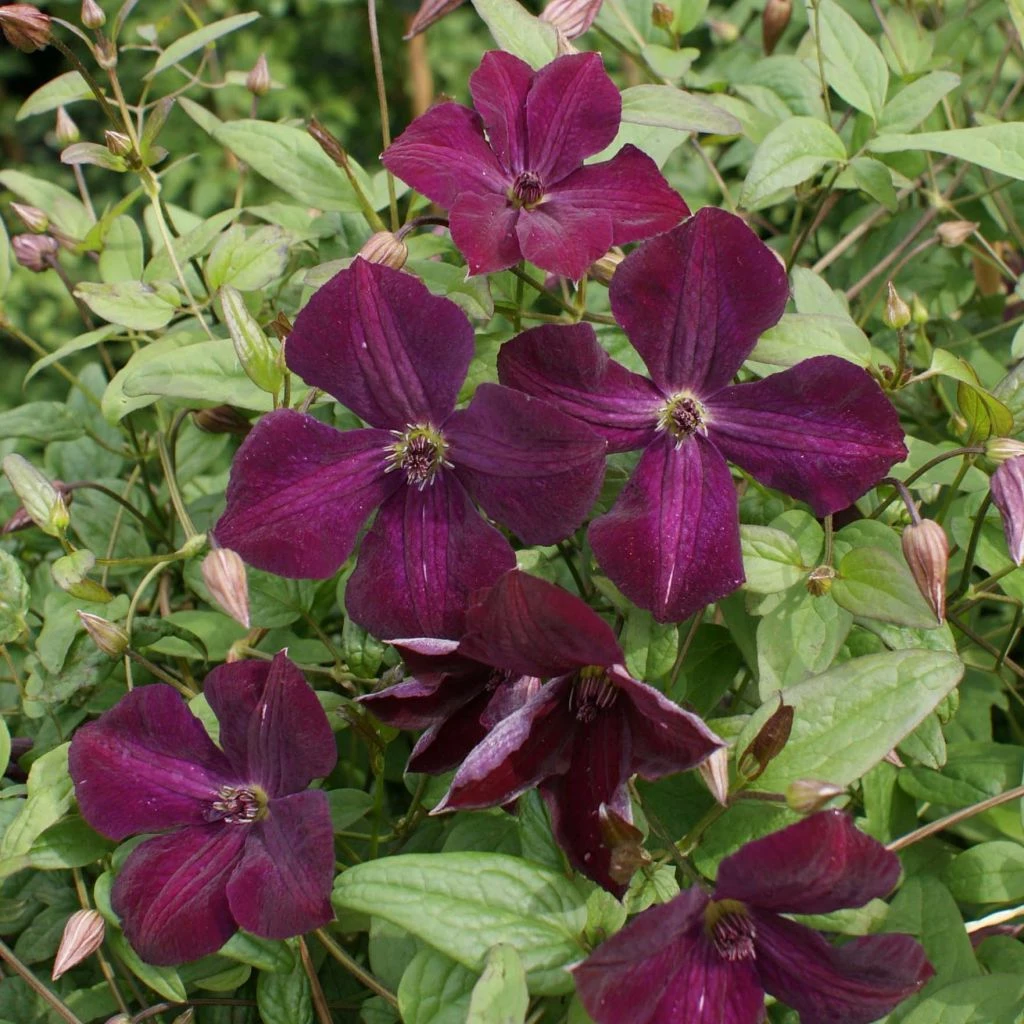 Clématite - Clematis Viticella Royal Velours 3 Clématite - Clematis Viticella Royal Velours