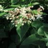 Arbre Du Clergé Fargesii - Clerodendrum Trichotomum Fargesii 2 Arbre Du Clergé Fargesii - Clerodendrum Trichotomum Fargesii -Promesse de fleurs Boutique Clerodendrum trichotomum Fargesii 87578 1