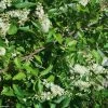 Clethra Alnifolia -Promesse de fleurs Boutique Clethra alnifolia 781577 1