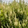Clethra Alnifolia Anne Bidwell 1 Clethra Alnifolia Anne Bidwell -Promesse de fleurs Boutique Clethra alnifolia Anne Bidwell copyright 1004522 1