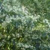 Clethra Barbinervis 2 Clethra Barbinervis -Promesse de fleurs Boutique Clethra barbinervis2 ld Clivid 781579 1