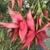 Clianthus Puniceus Flamingo - Pince De Homard -Promesse de fleurs Boutique Clianthus puniceus Flamingo 85289 1
