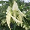 Clianthus Puniceus White Heron - Pince De Homard -Promesse de fleurs Boutique Clianthus puniceus White Heron 85291 1