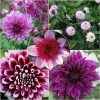 Collection Dahlias Byzantins -Promesse de fleurs Boutique Collection Dahlias Byzantins 83501 1