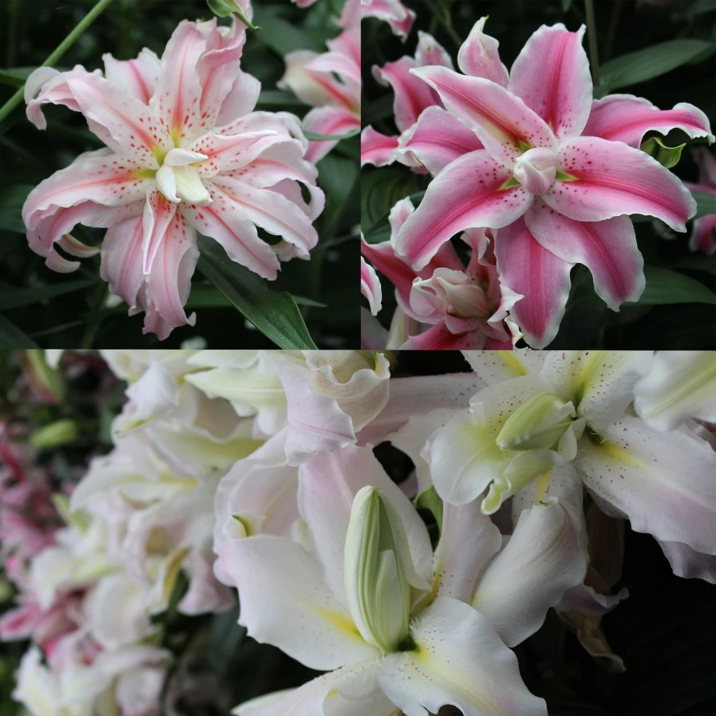 Collection Lis Doubles Parfumés 3 Collection Lis Doubles Parfumés