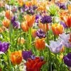 Collection Tulipes Orange-Violet -Promesse de fleurs Boutique Collection Tulipes Orange Violet 85528 1