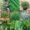 Collection De 10 Aromatiques En Plants -Promesse de fleurs Boutique Collection de 10 aromatiques Bio en plants 4035 1