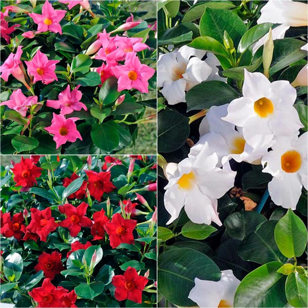 Collection De 3 Dipladénias Diamantina Jade 3 Collection De 3 Dipladénias Diamantina Jade