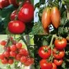 Collection De 4 Tomates Hybrides F1 1 Collection De 4 Tomates Hybrides F1 -Promesse de fleurs Boutique Collection de 4 tomates hybrides F1 70041 1 1