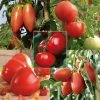 Collection De 5 Tomates En Plants GREFFES -Promesse de fleurs Boutique Collection de 5 tomates en plants greffes 4046 1 1