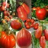 Collection De 8 Tomates De Formes Variées -Promesse de fleurs Boutique Collection de 8 tomates de formes variees 70039 1 1