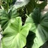Colocasia Black Stem - Oreille D'Eléphant -Promesse de fleurs Boutique Colocasia Black Stem copyright 838991 1