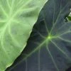 Colocasia Dragon Heart Giant - Oreille D'éléphant -Promesse de fleurs Boutique Colocasia Dragon Heart Giant 83272 1 2