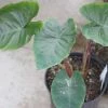 Colocasia Hawaiian Punch - Taro -Promesse de fleurs Boutique Colocasia Hawaiian Punch 15053 1